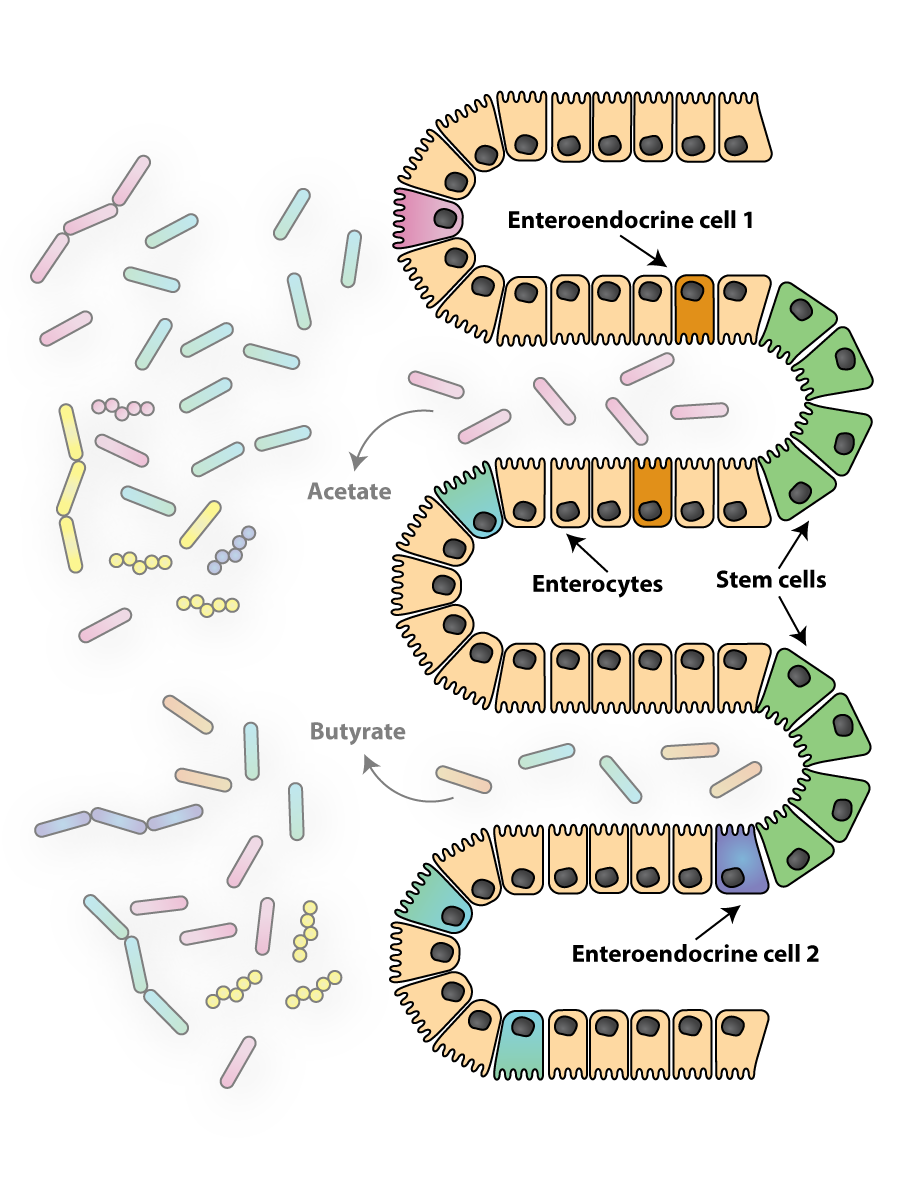 Understanding the composition and organization of the gut epithelial layer